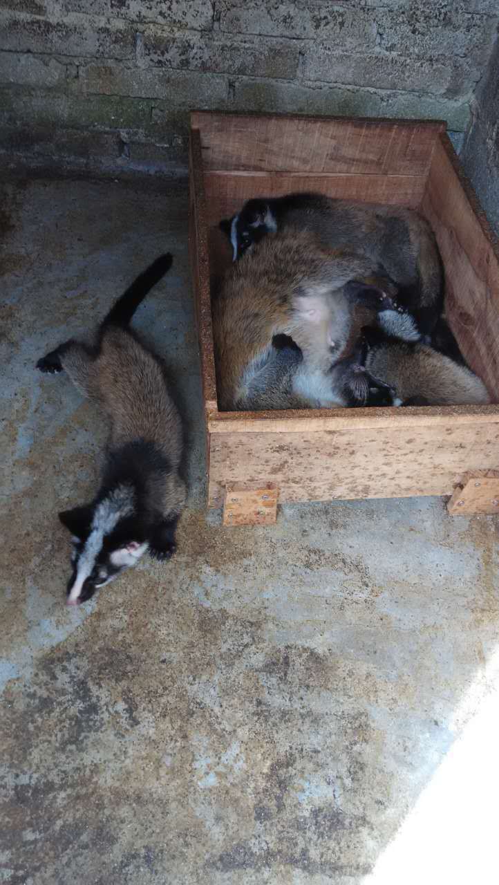 恒生果子狸养殖场 价格优惠 人工养殖优质果子狸