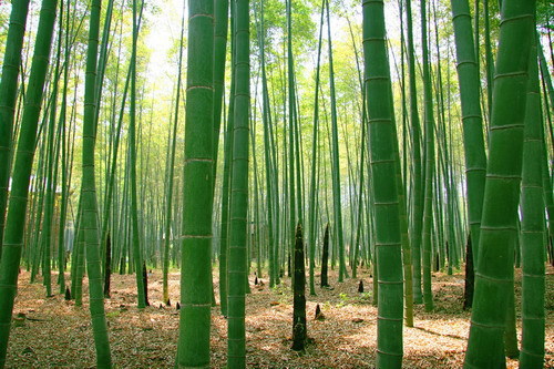 厂家直销竹木工艺品 中国象棋 围棋灌 竹木棋盘 楠竹碳化45阴雕