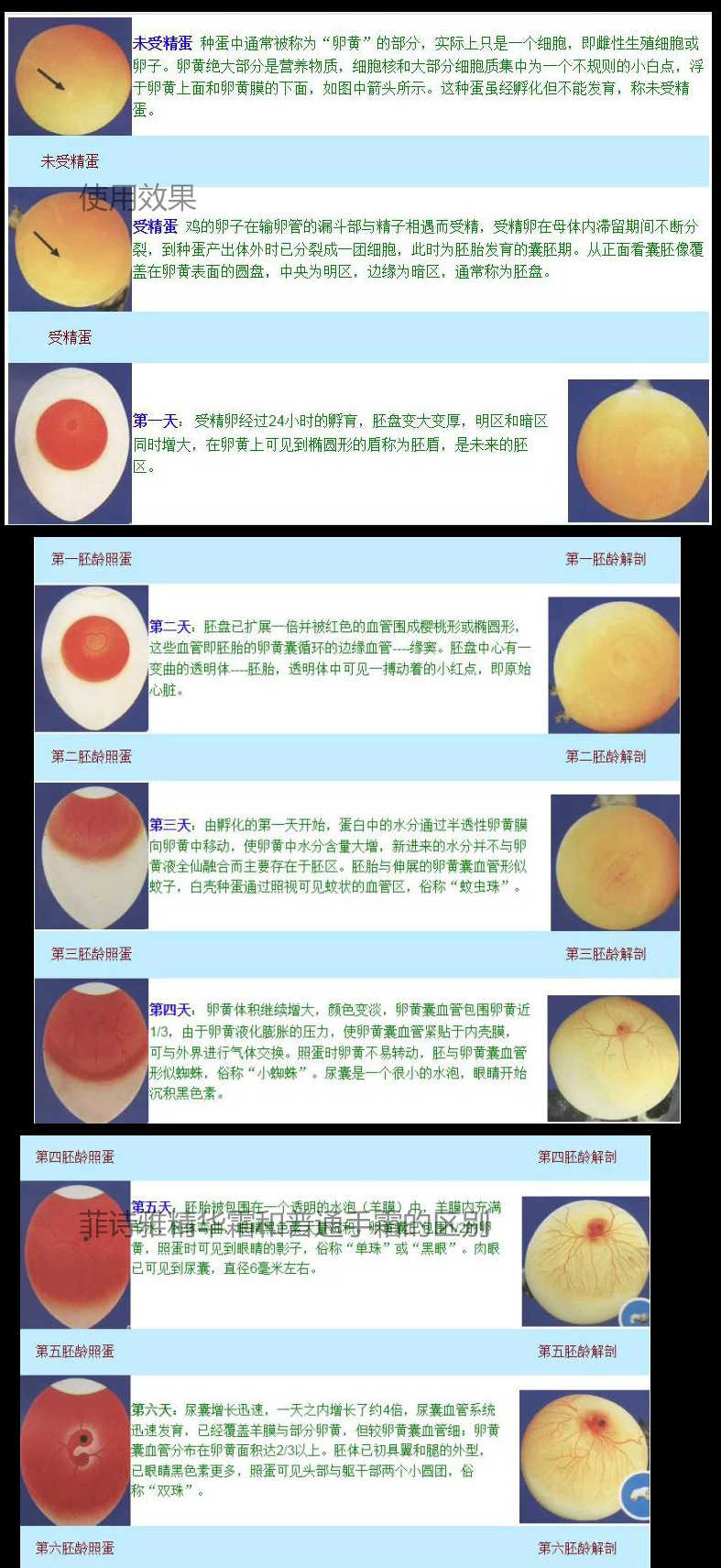 照蛋箱 照蛋器 孵化机专用鸡蛋检查设备工具led冷光照蛋器