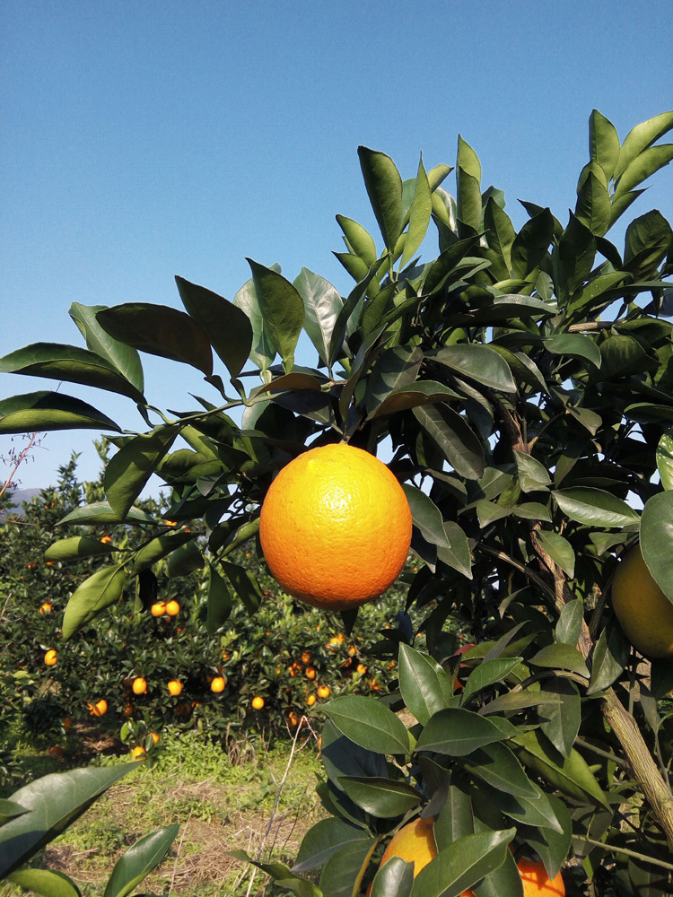 赣南脐橙 橙子新鲜水果 超甜多汁农家果园直供现摘现发5斤