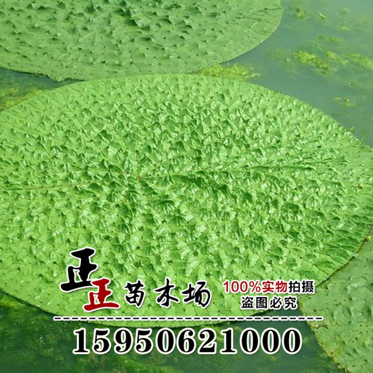 夏季供应芡实,鸡头米 水生植物基地直销芡实小苗 价格优惠