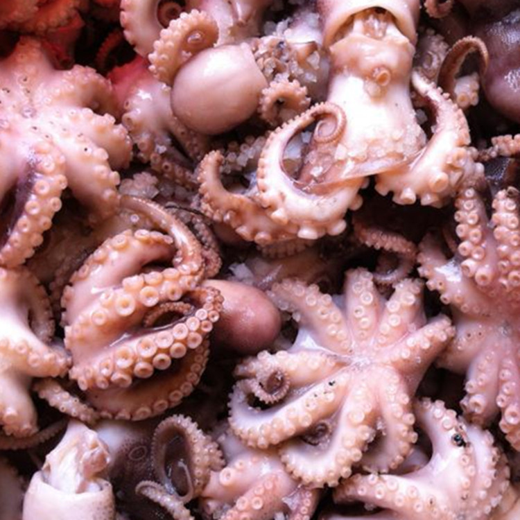 麻辣小海鲜小章鱼仔八带鱼 八爪鱼 火锅食材批发新鲜煮熟