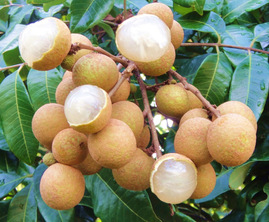 一件代发3斤包邮广西博白果大皮薄小核新鲜桂圆现摘果肉鲜润龙