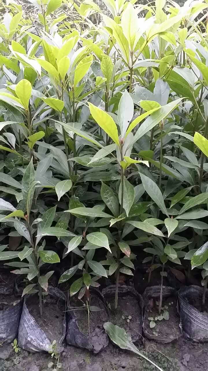 供应四川楠木树苗小叶桢楠金丝楠