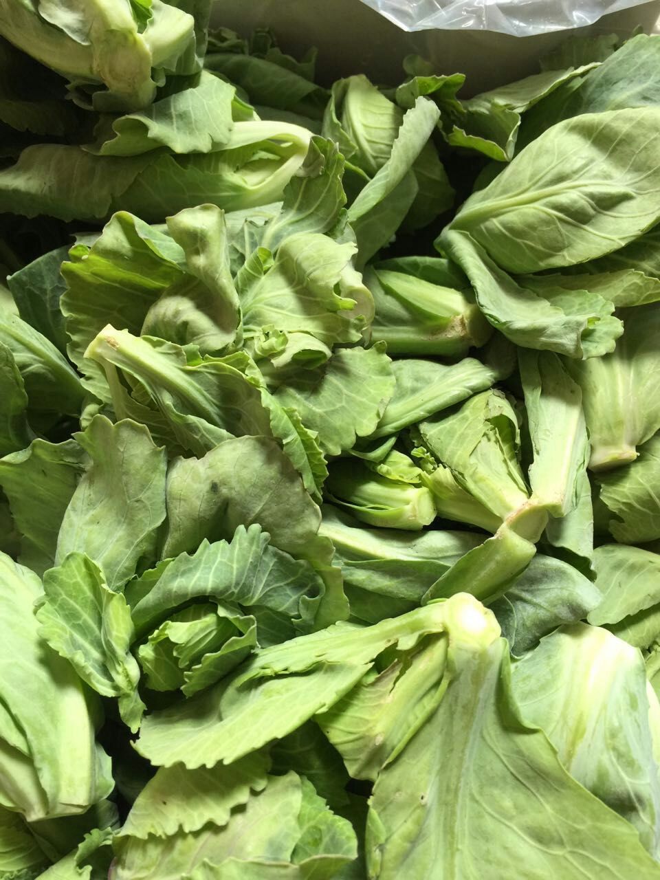 泰国 新鲜蔬菜椰菜苗 泰国芥兰500g 芥蓝 泰国餐料 蔬菜