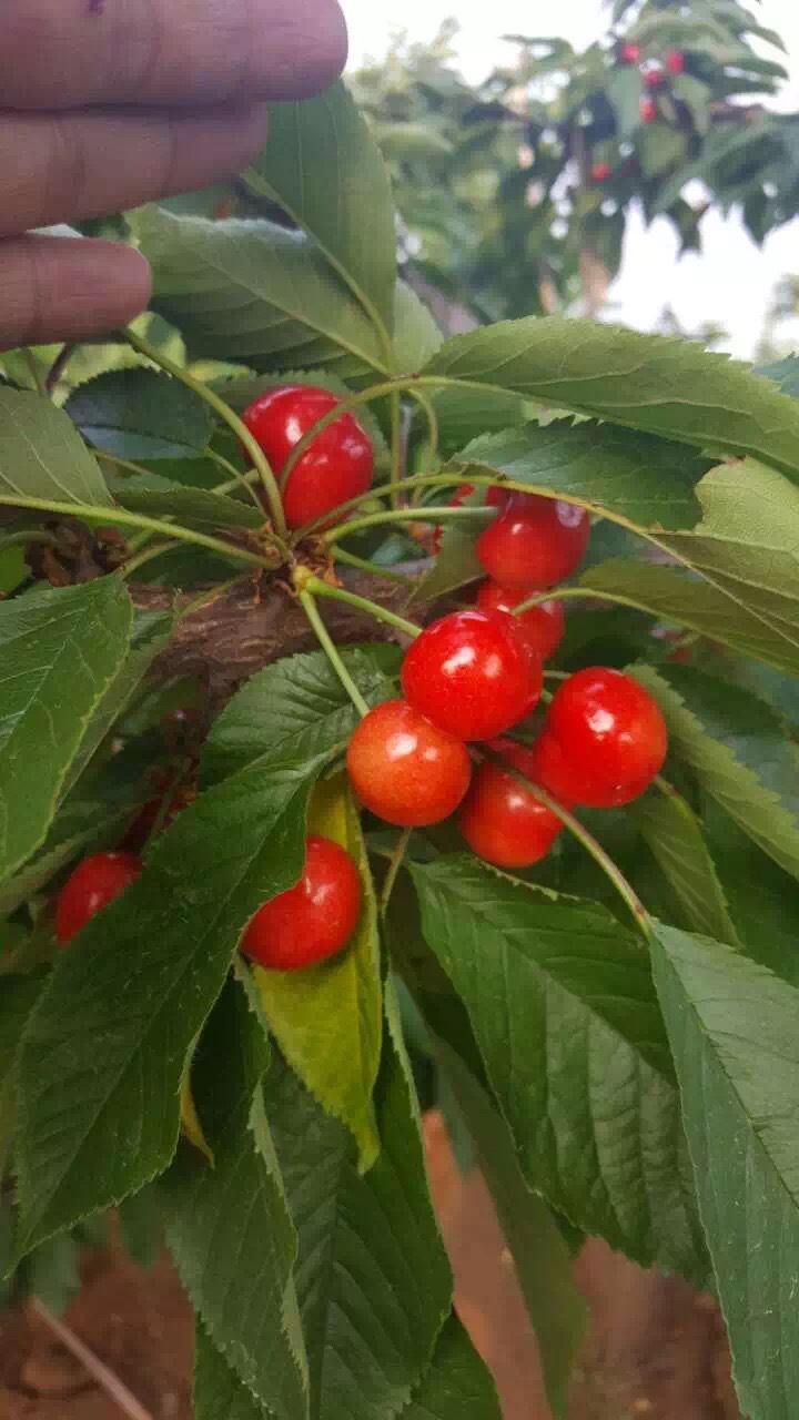 大量批发美早樱桃苗大棚种植大小苗现货批发价