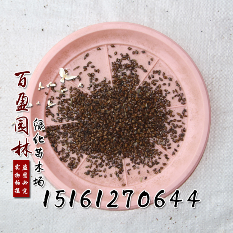 决明子批发中药材种子 双荚决明 伞房决明种子 优质决明子种子