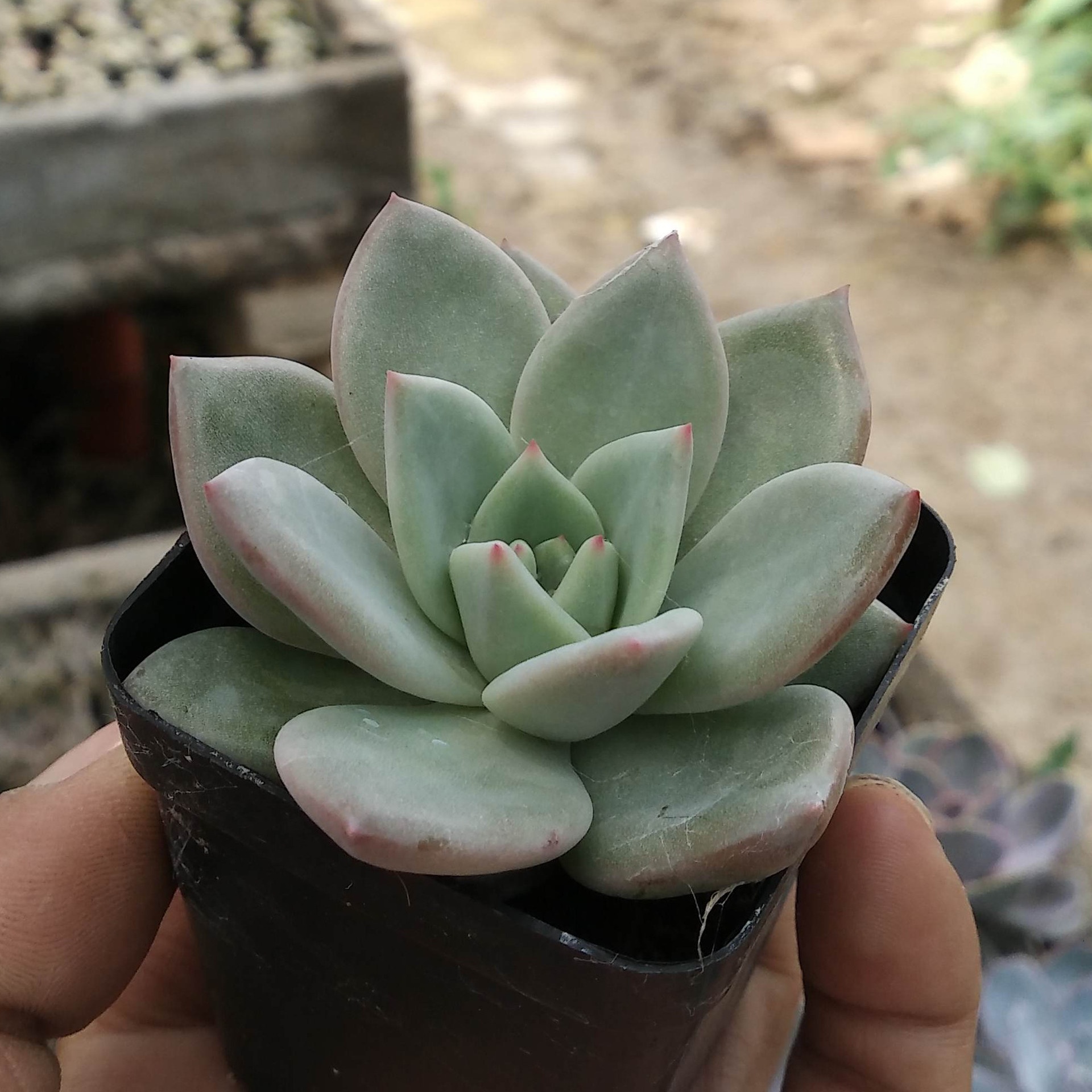 粉香槟 多肉植物批发特价 迷你盆栽 多肉植物组合盆栽 办公.