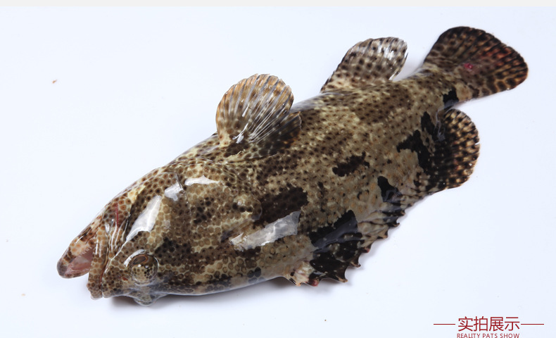 生鲜水产石斑鱼海鲜棕点石斑冷冻海产称重石斑鱼一手货源批