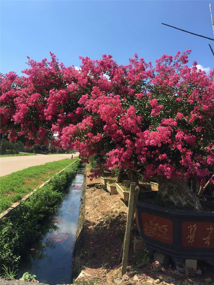 紫薇花树桩 大型古桩紫薇盆景 天鹅绒 红火箭品种红花紫薇2