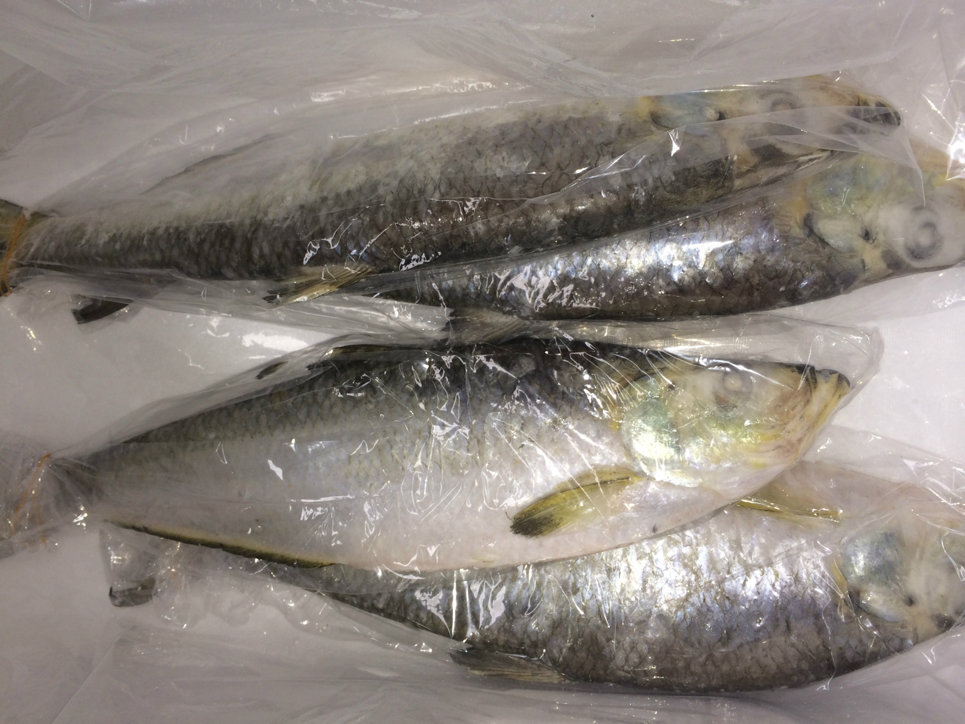 日本进口鳓鱼,进口商直发,大小规格都有,适用于酒店,超市