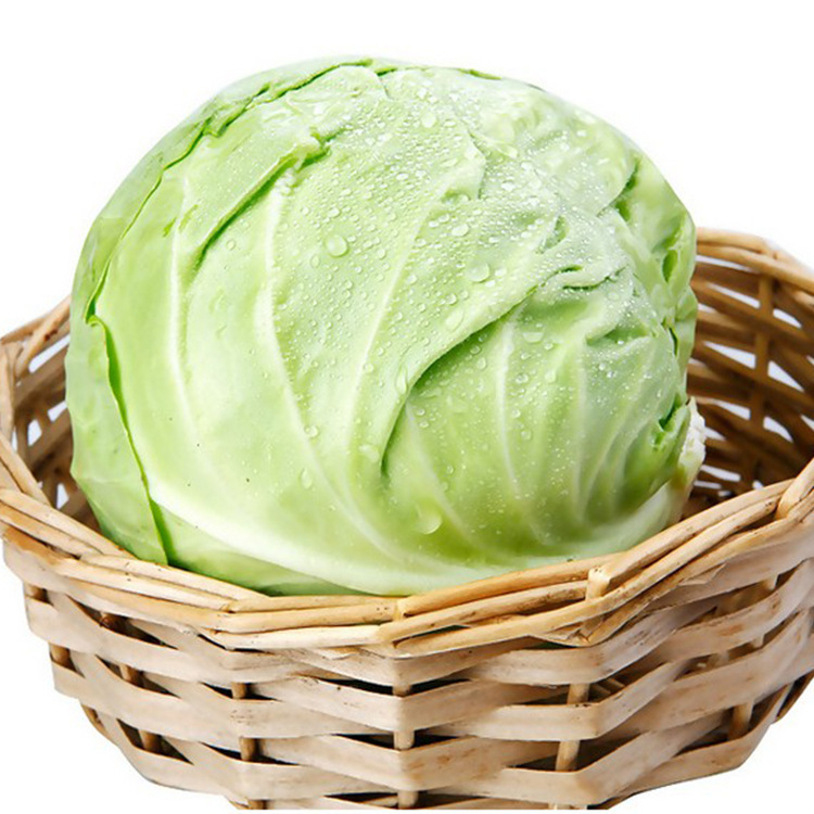 新鲜大头菜包头菜批发卷心菜产地现摘现发圆白菜热销绿甘