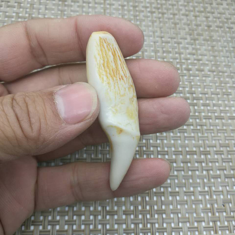 厂价批发古董地摊文玩古玩精美天然骨粉合成复古虎牙 熊牙吊坠