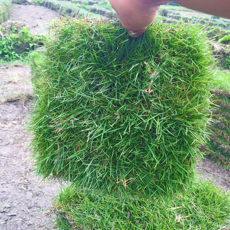 大量批发台湾青草坪台湾2号草坪马尼拉草皮沟叶结缕草