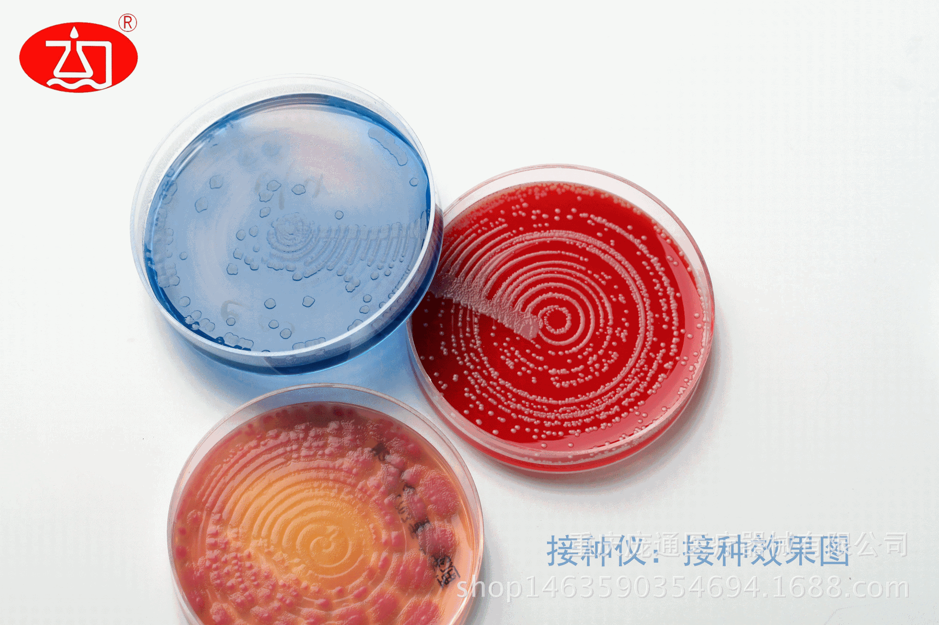 哥伦比亚血琼脂培养基 血琼脂平板 血平皿 专业成品培养基