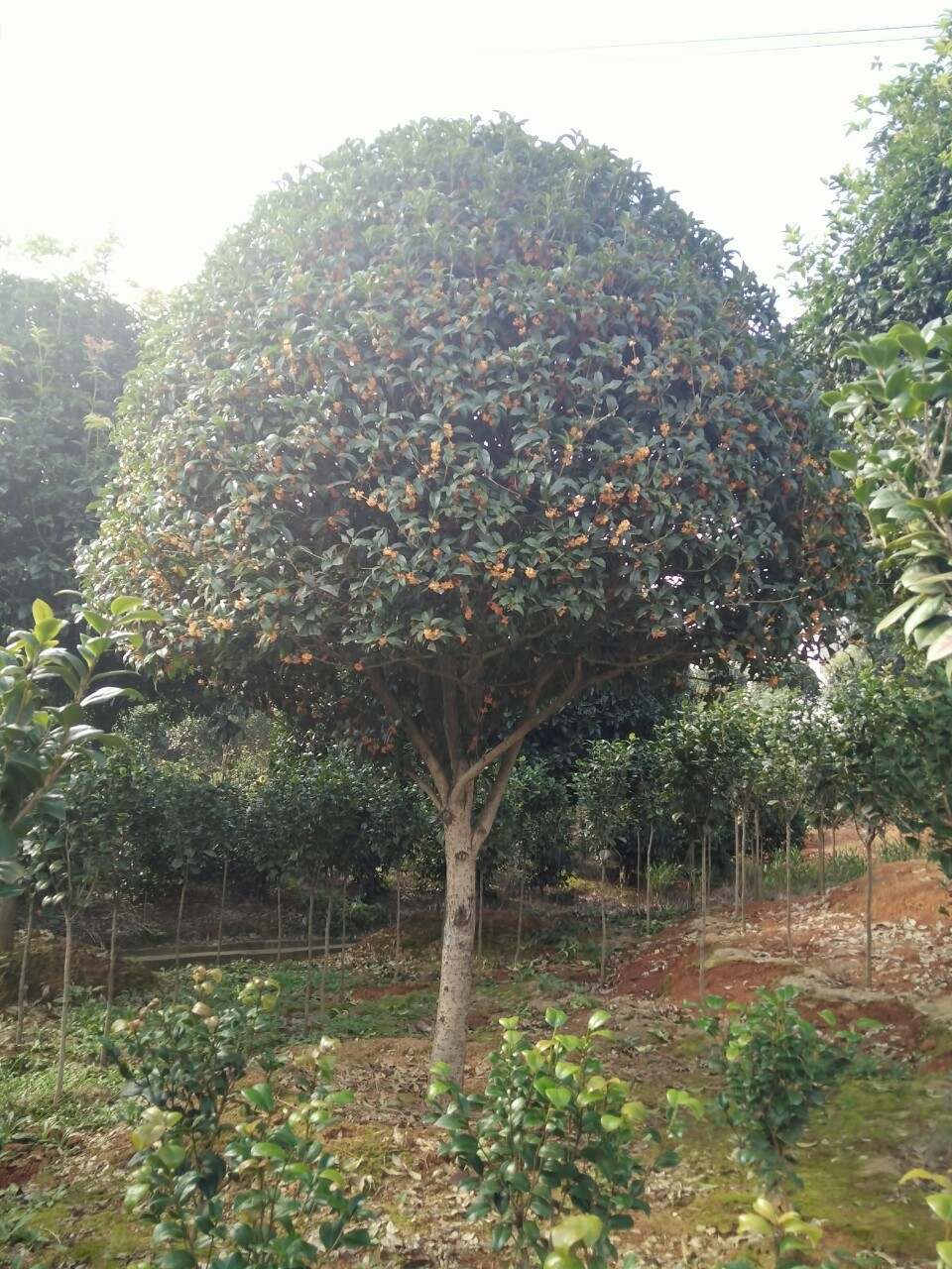 批发 高杆桂花树 大桂花树价格 丹桂 金桂 常绿乔木