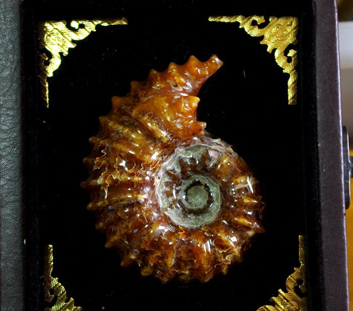 精品马达加斯加 玉化羊角螺化石 动物化石 菊石摆件