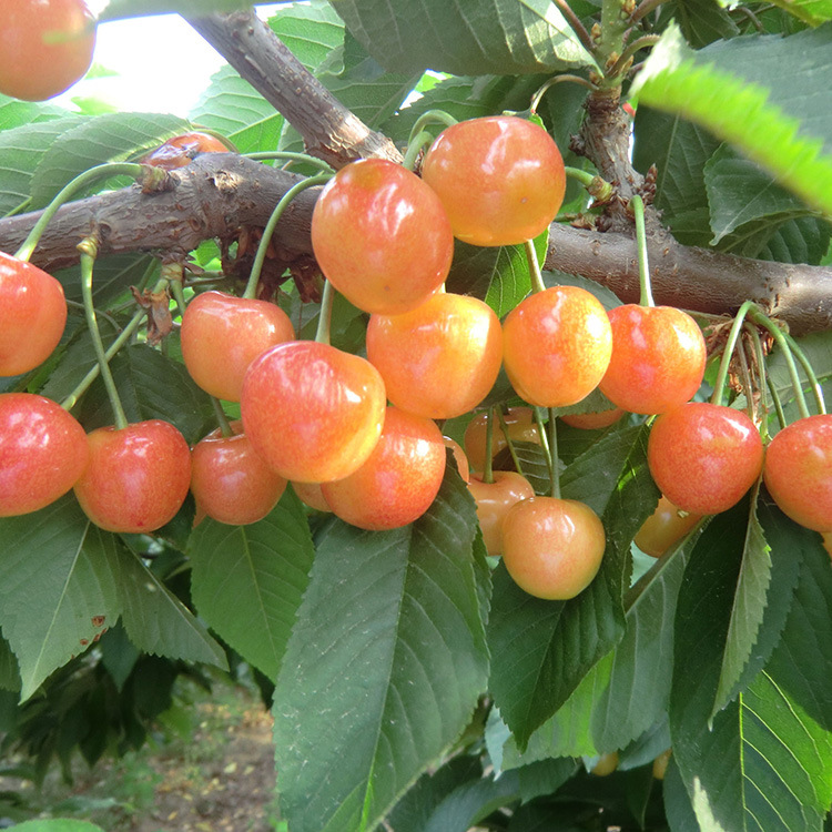 烟台 水晶大樱桃 原产地直供 24省顺风包邮(顺风不到勿拍)