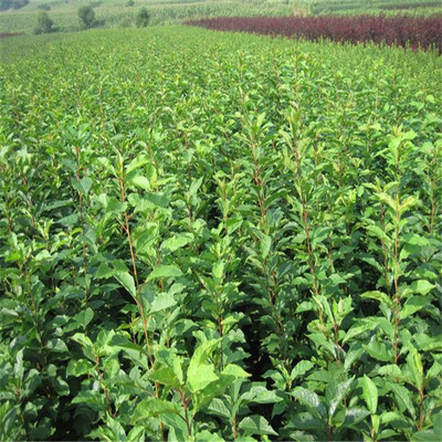 低价供应早熟 中熟 晚熟嫁接李子苗 李子树苗 晚熟李子苗