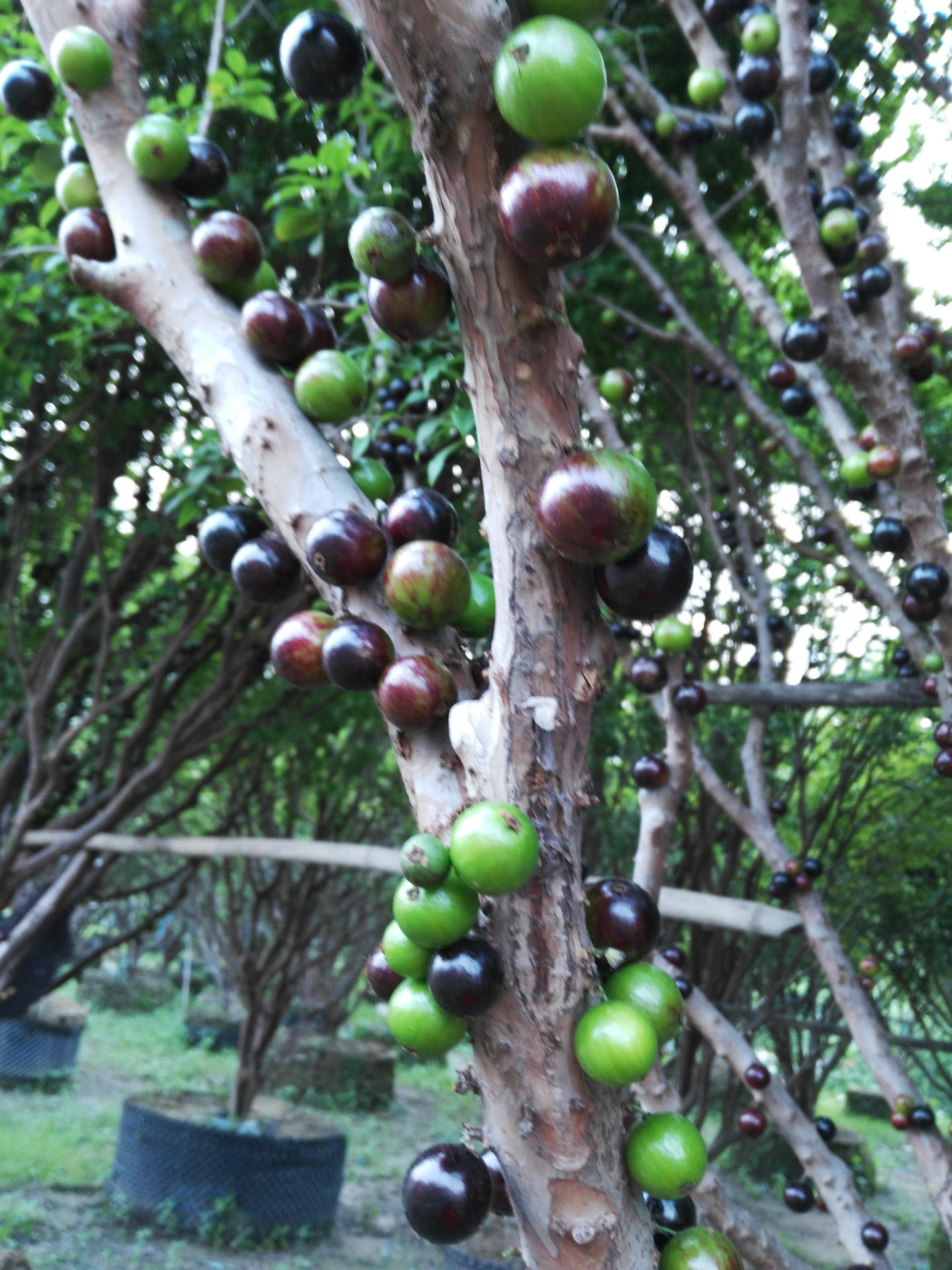 台湾嘉宝果树葡萄
