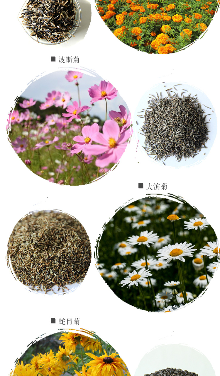 批发花草种子野花组合波斯菊种子百日草万寿菊草花种子基地