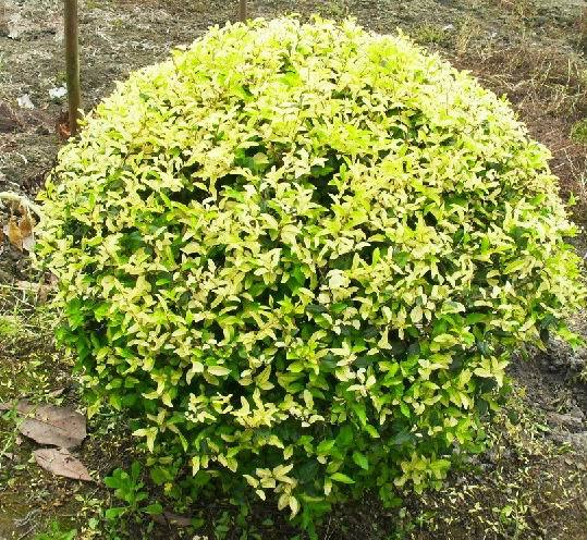 绿化苗木金叶女贞彩色绿篱庭院道路绿化工程量优价优欢迎咨询