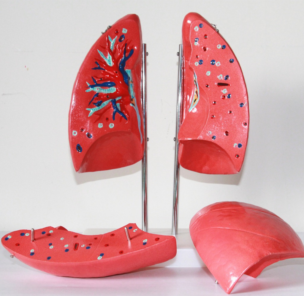 津堰生产 人体肺段解剖模型 肺模型