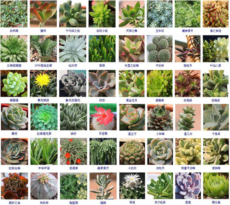 多肉盆栽吉** 办公室防辐射迷你绿植物家居摆设创意品diy.