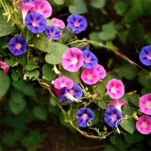 包邮观花爬藤类花草花卉植物朝颜碗公花牵牛花种子喇叭花二丑药材