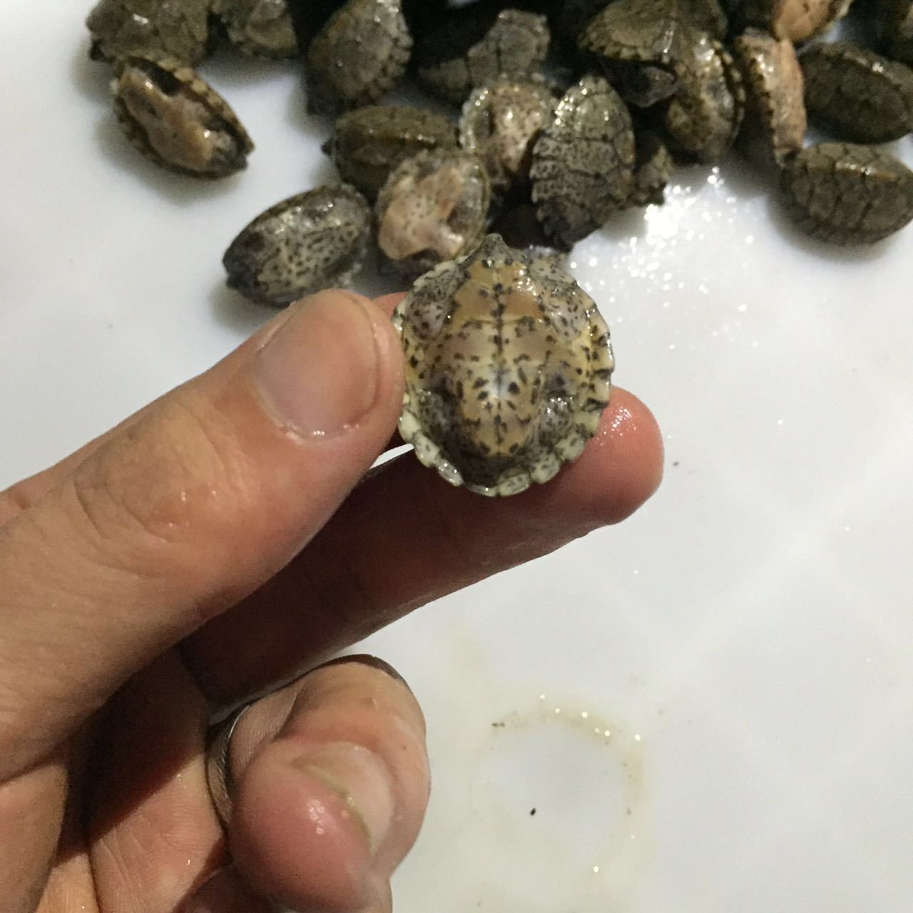剃刀龟 屋顶龟 剃刀苗 观赏龟小乌龟深水龟蛋龟活体批发【2-3cm】