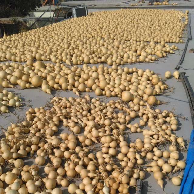 厂家直销天然兰州鸡蛋葫芦批发工艺葫芦烙画葫芦练习制作大量批发