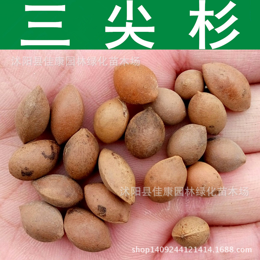 龙柏;瓜子黄杨;大叶女贞;樱花;紫薇;紫叶李;球类植物;草坪;花卉种子