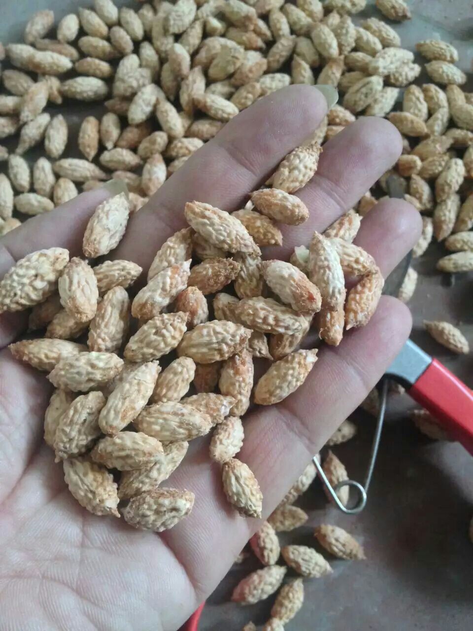 供应台湾大青枣种子 云南牛奶枣种子越南毛叶枣 基地直销 新货