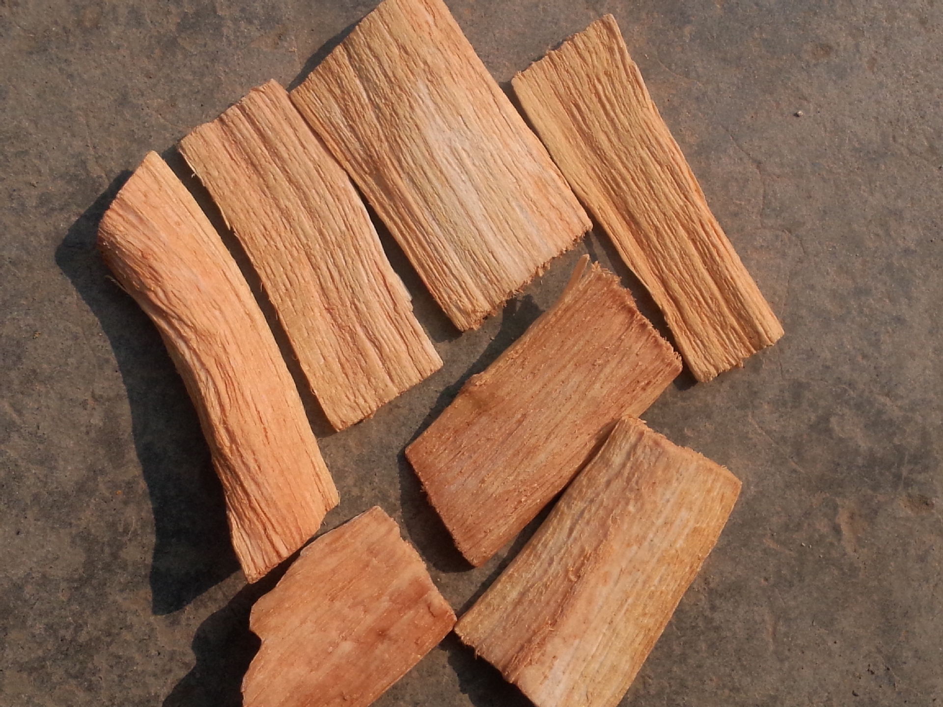 辣木茎片辣木根 防护树 现货批发供应