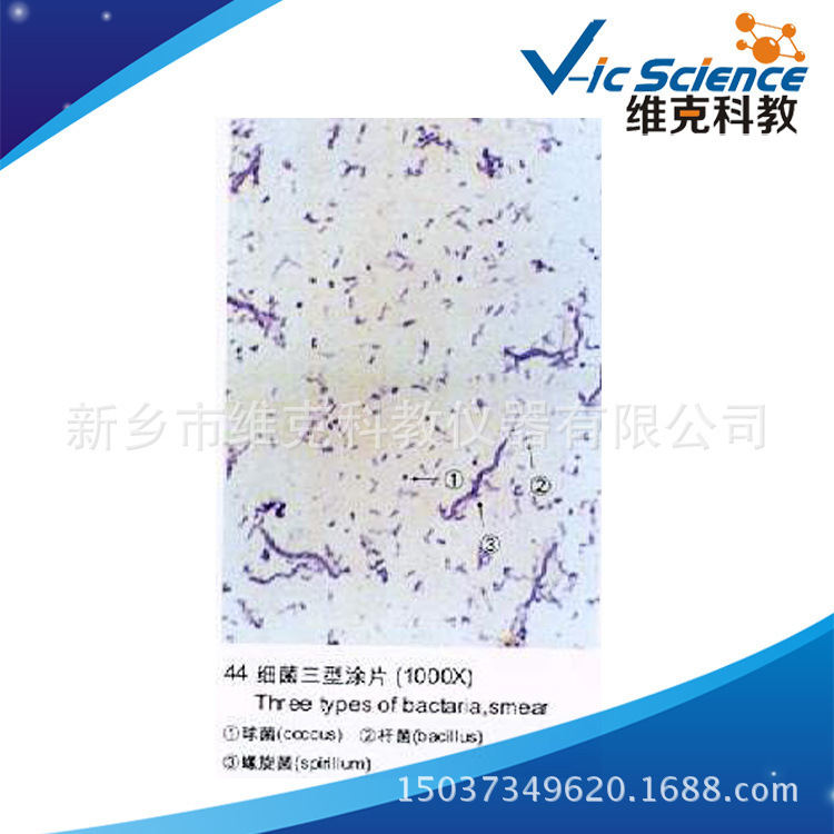 工厂供应 细菌三型涂片 微生物类 生物切片标本 中小学显微镜玻片