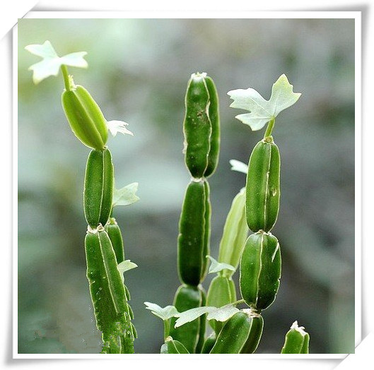 方茎青紫葛提取物 现货供应