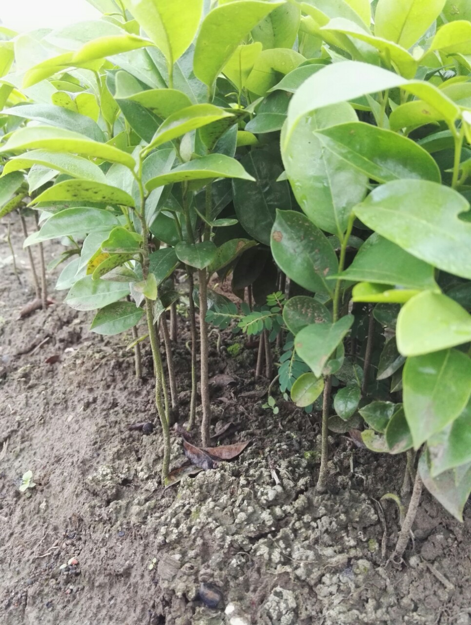 优质刺果番荔枝苗高度20公分