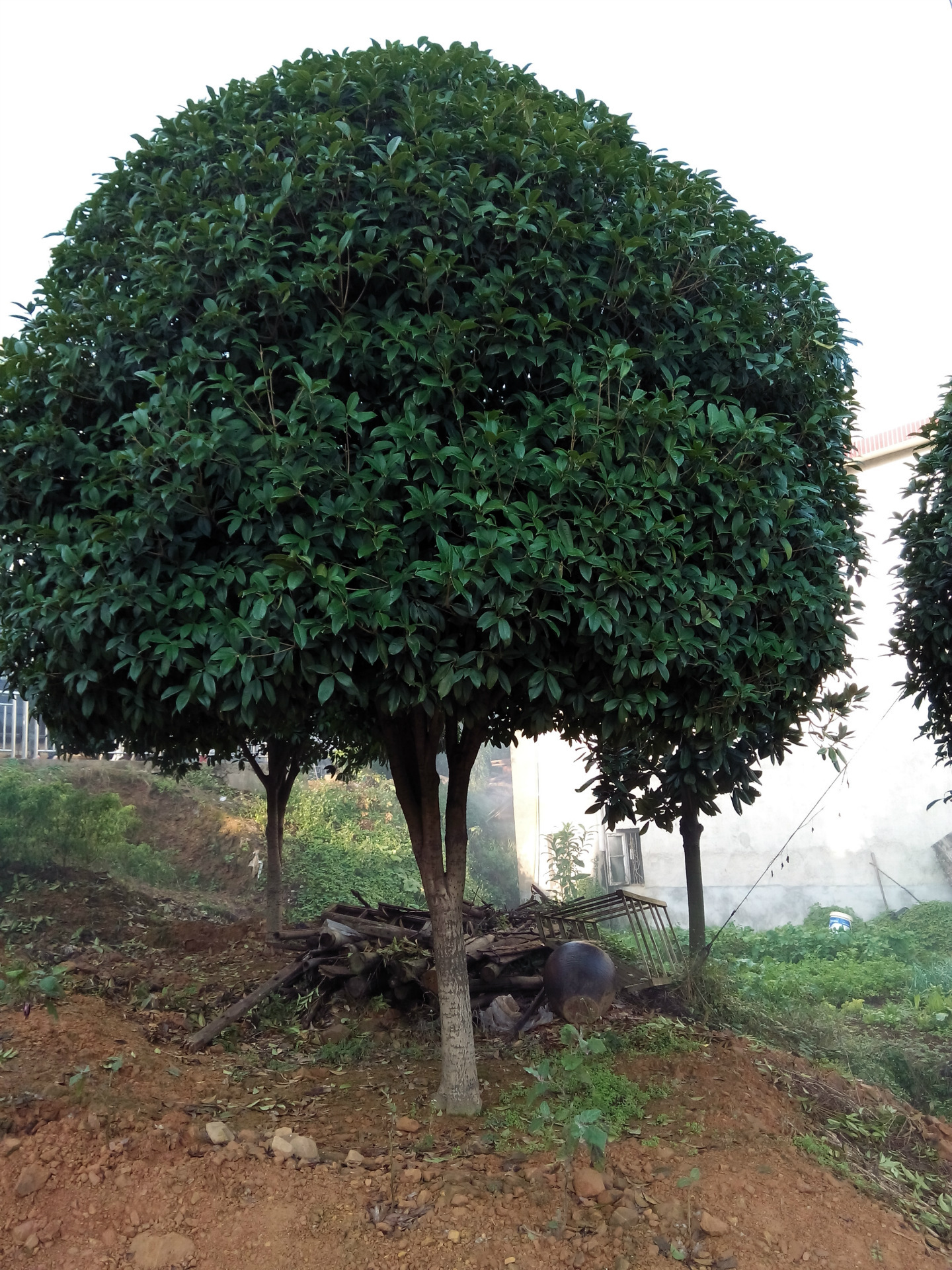 园林绿化观赏植物四季桂花树 批发供应 现货出售各规格苗木