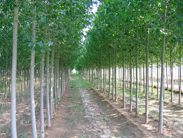 现货销售速生107杨树苗108毛白杨树苗绿化树苗1年2年杨树苗