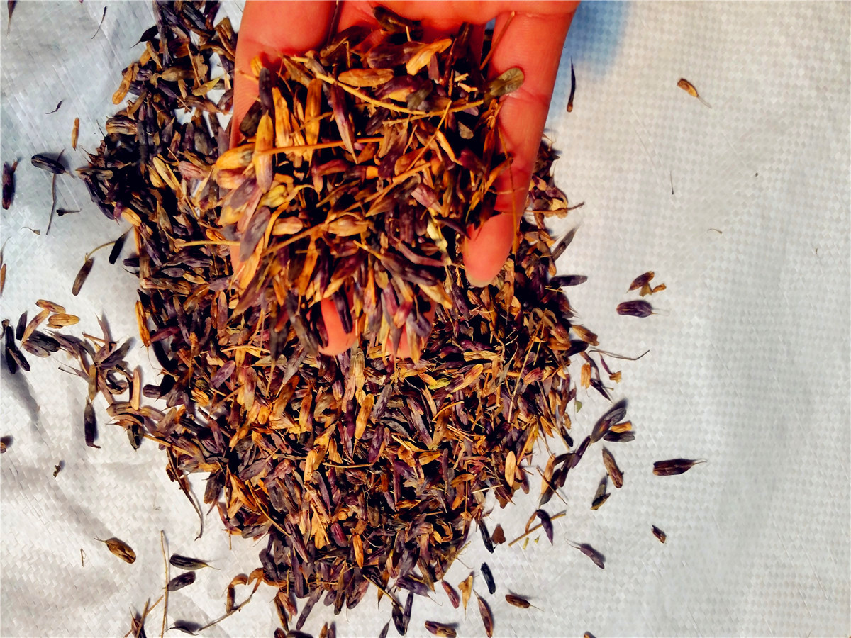 批发2016年新种子板蓝根种子菘蓝山蓝大蓝根马蓝根蓝药材种.