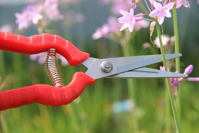 直头疏花剪 尖头剪 疏果剪 稀果剪 采摘剪 葡萄剪 果把剪
