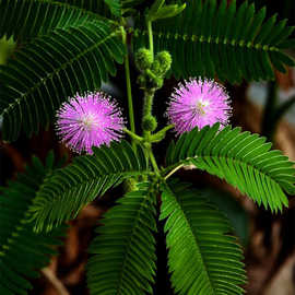 现货批发新奇含羞草盆栽一碰就害羞 室内桌面净化空气花卉绿植