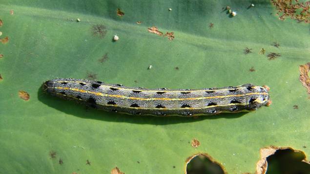 斜纹夜蛾引诱剂spodoptera litura 诱芯 昆虫信息素