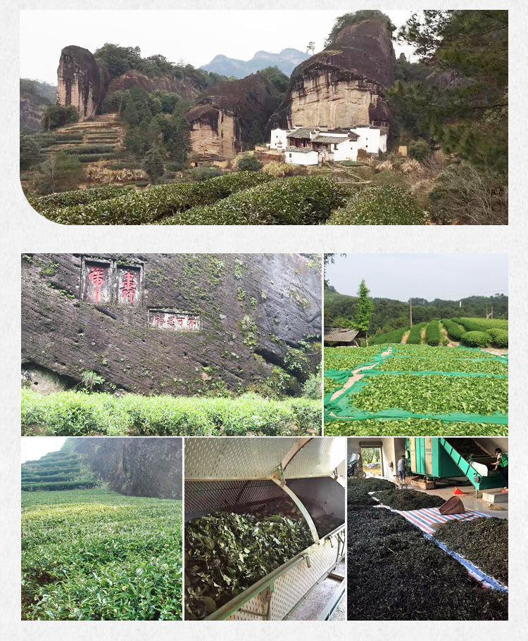 伊氏享茗中火奇兰奇兰香气特征明显盖香水香突出持久武夷奇兰茶