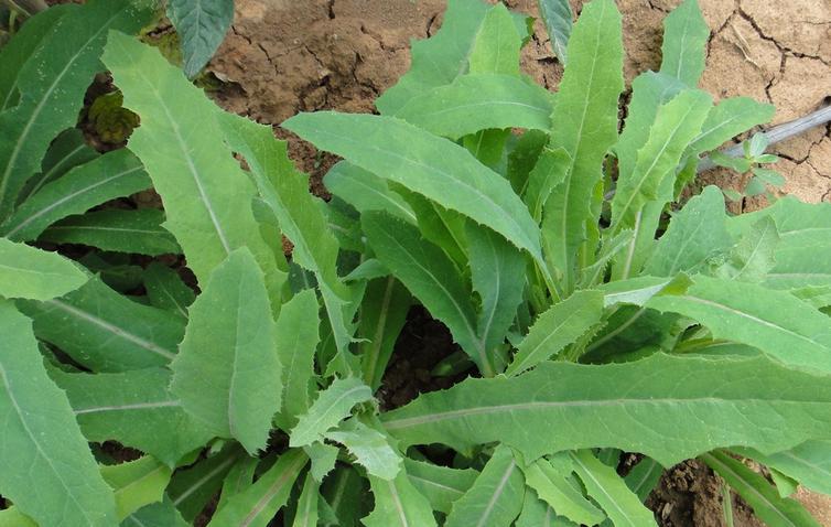 败酱草提取物苦益菜提取物101厂家1kg起订