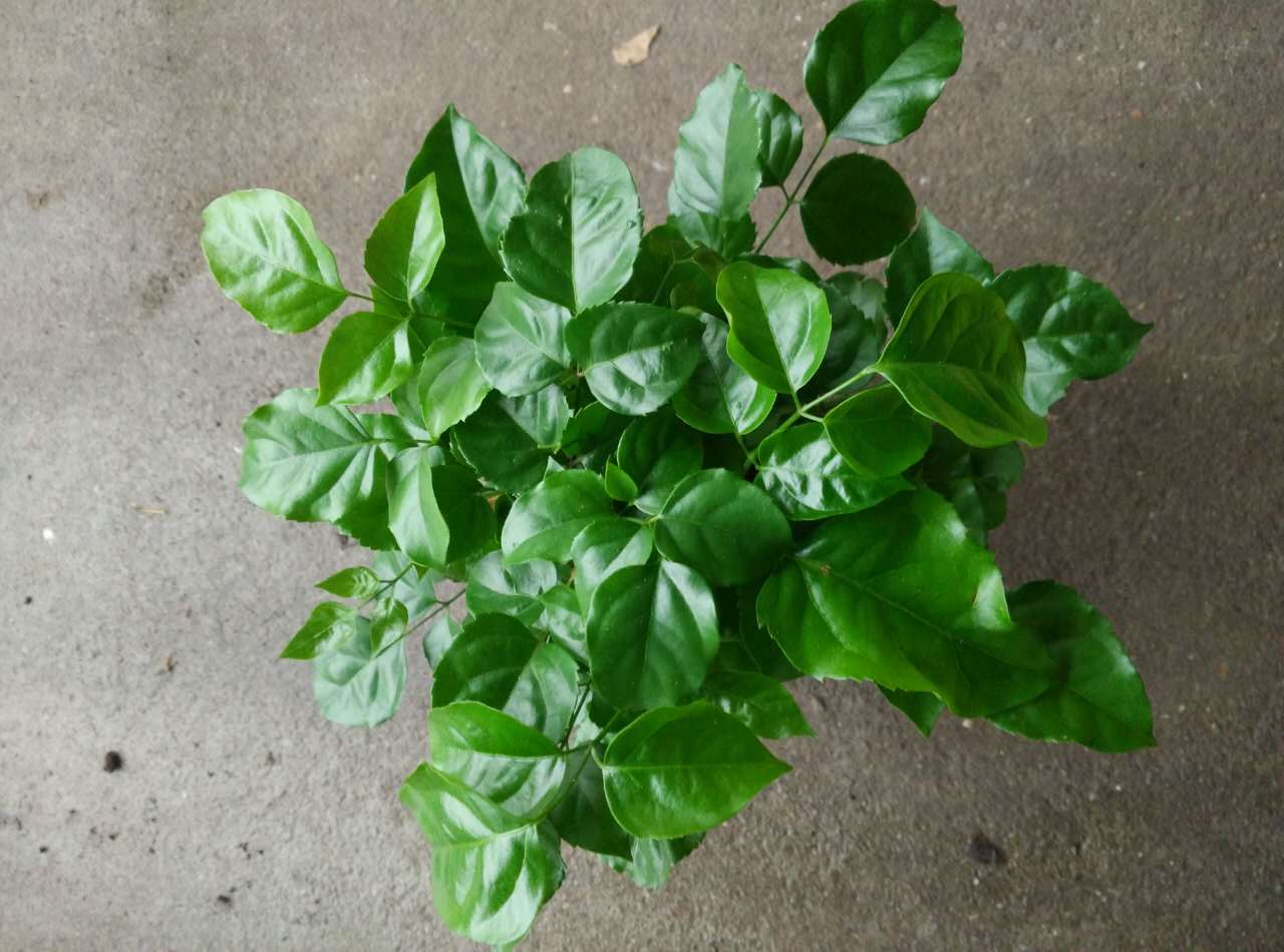 绿宝大量批发大棚直销绿植盆栽办公室必备