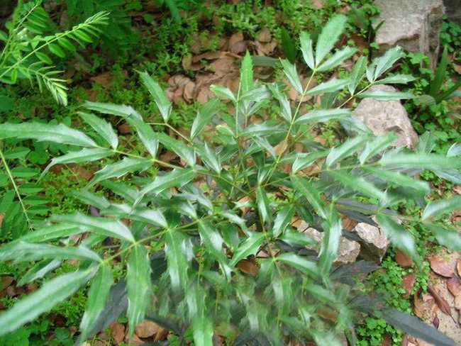 中药材批发 黄连 川连 姜连 川黄连 姜黄连 大货供应