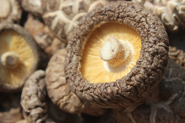 福建古田特产花菇香菇干货冬菇花菇生态产品剪根散装批