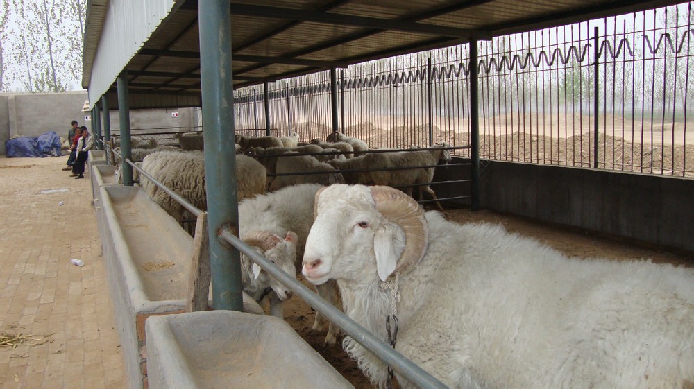 规格参数品牌嘉祥惠丰养殖场品种小尾寒羊用途羊羔体高80  (cm)体长