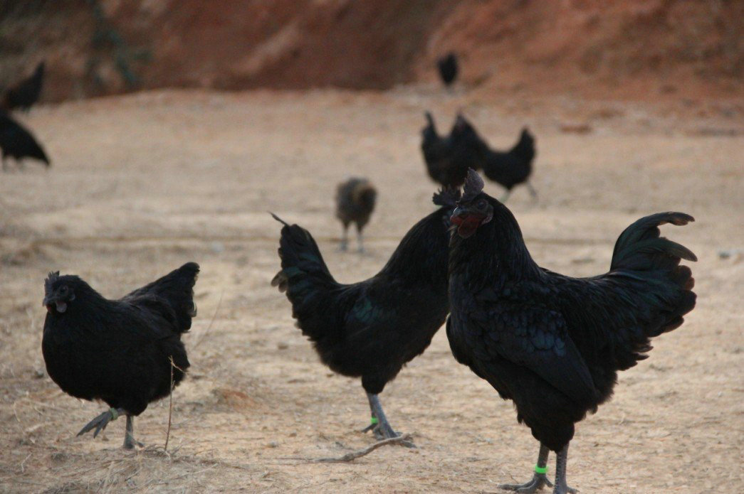 湖北农家散养乌鸡 高成活率纯种脱温乌鸡苗 乌鸡鸡苗批发